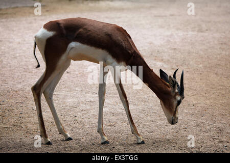 Mhorrgazelle Gazellen (Nanger Dama Mhorrgazelle) im Frankfurter Zoo in Frankfurt Am Main, Hessen, Deutschland. Stockfoto