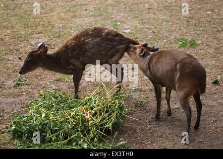 Chinesischer Muntjak (Muntiacus Reevesi), auch bekannt als die Reeves Muntjak im Frankfurter Zoo in Frankfurt Am Main, Hessen, Deutschland. Stockfoto