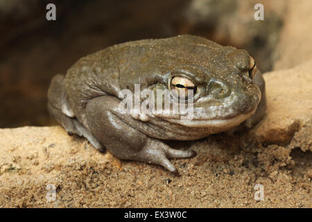 Colorado River Kröte (Incilius Alvarius), auch bekannt als die Sonoran Wüste Kröte im Frankfurter Zoo in Frankfurt Am Main, Deutschland. Stockfoto