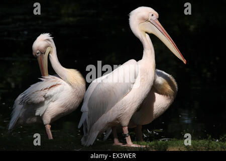 Rosapelikan (Pelecanus Onocrotalus), auch bekannt als der rosigen Pelikan im Frankfurter Zoo in Frankfurt Am Main, Deutschland. Stockfoto