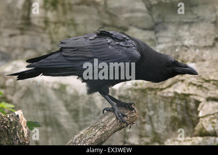 Kolkrabe (Corvus Corax) im Frankfurter Zoo in Frankfurt Am Main, Hessen, Deutschland. Stockfoto