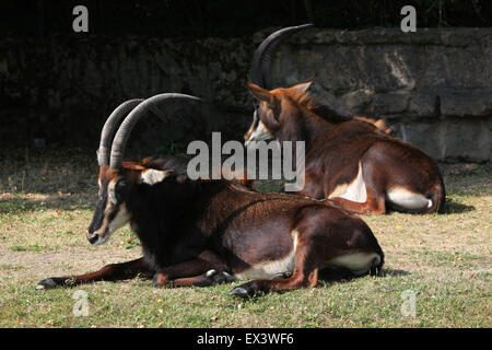 Rappenantilope (Hippotragus Niger), auch bekannt als die schwarze Antilope im Frankfurter Zoo in Frankfurt Am Main, Hessen, Deutschland. Stockfoto