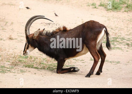 Rappenantilope (Hippotragus Niger), auch bekannt als die schwarze Antilope im Frankfurter Zoo in Frankfurt Am Main, Hessen, Deutschland. Stockfoto