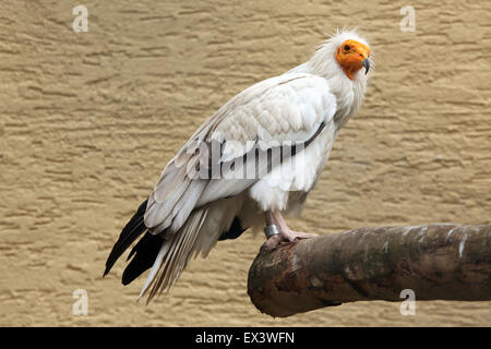 Schmutzgeier (Neophron Percnopterus), auch bekannt als die weiße Scavenger Geier im Zoo Frankfurt am Main. Stockfoto