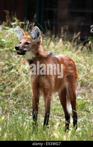 Mähnenwolf (Chrysocyon Brachyurus) im Frankfurter Zoo in Frankfurt Am Main, Hessen, Deutschland. Stockfoto