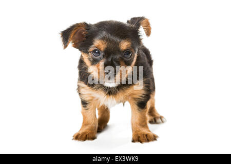 Kleine Yorkshire Terrier Welpen im Alter von einem Monat und einem halben, isoliert auf weißem Hintergrund. Stockfoto