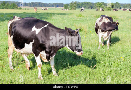 Grasende Kühe auf einer grünen Sommerwiese, Weide in Polen. Stockfoto