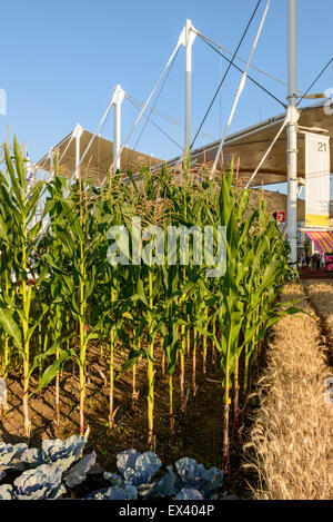 Mailand, Italien - 30 jun: EXPO 2015, Anbau von Mais und Weizen in Frankreich Pavillon Garten Stockfoto