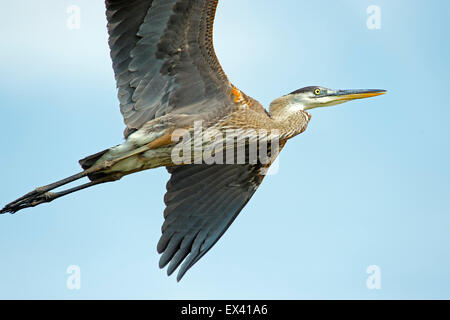 Great Blue Heron im Flug Stockfoto