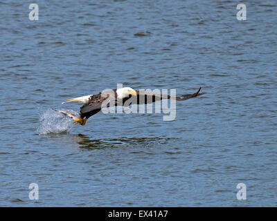 American Bald Eagle Fish Dive Stockfoto