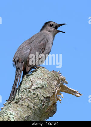 Graues Catbird auf einem Baumstumpf Stockfoto