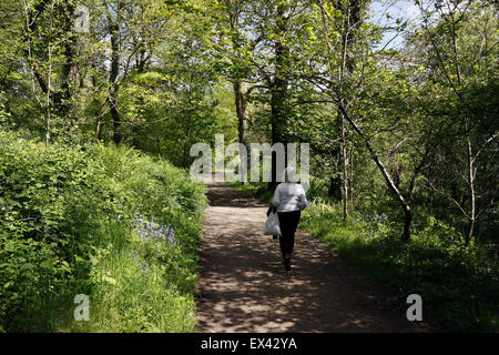 VERLORENEN GÄRTEN VON HELIGAN CORNWALL. DAS VERLORENE TAL. . VEREINIGTES KÖNIGREICH. Stockfoto