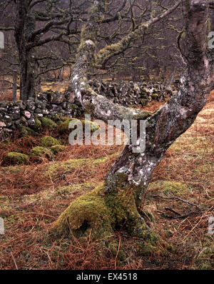 Landschaften entlang der Küste in der Nähe von Lochinver in den Nordwest Highlands von Schottland, Großbritannien. Stockfoto