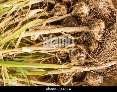 frisch gegrabene Knoblauch Stockfoto