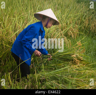 Junge Frau trägt traditionelle konischen Hut erntet Reispflanzen in ein Reisfeld in der Nähe von Viet Hung, Que Vo, Vietnam Stockfoto