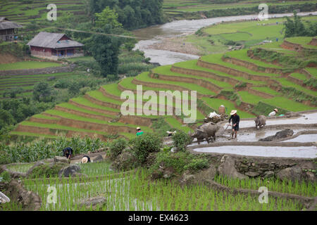 Bauern Pflanzen Reis während der Regenzeit mit einem Wasserbüffel gezogenen Pflug in der Nähe von Sapa, Vietnam Stockfoto