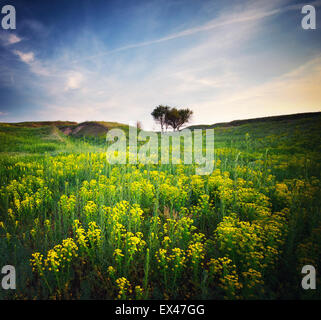 Grünen Wiese im Berg. Zusammensetzung der Natur. Stockfoto