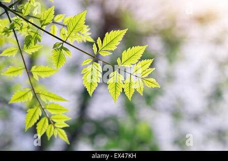 Frühling Blatt. Zusammensetzung der Natur. Stockfoto