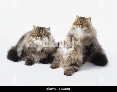 Brown Classic Tabby Perser, 3 junge langhaarige Katzen mit langen, dichten, seidigen Fell, hinlegen. Stockfoto