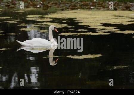 Einzelne Höckerschwan Spiegelbild im Wasser des Sees. ungespitzten Stockfoto