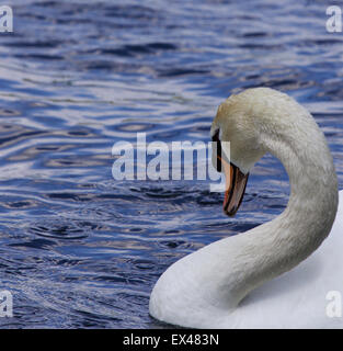 Schöne Hals von der starken männlichen Höckerschwan Stockfoto