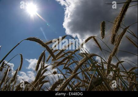 Berlin, Deutschland. 6. Juli 2015. Sonne und Wolken schweben über ein Getreidefeld in Berlin, Deutschland, 6. Juli 2015. Gewitter und starke Winde haben die Region nach Tagen der trockenen Hitze geschüttelt. Foto: PAUL ZINKEN/Dpa/Alamy Live News Stockfoto