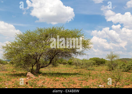 Sträucher sind die typische Vegetation, die in der trockenen Savanne Grasland von Botswana gemeinsame Stockfoto