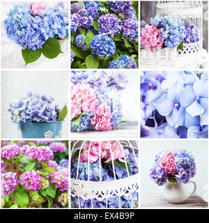 Hortensie-collage Stockfoto