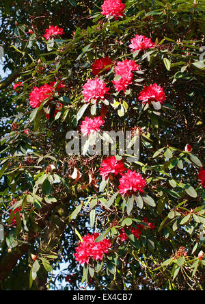 Baum Rhododendron, Rhododendron Arboreum, Ericaceae. Gemäßigten Asien. Stockfoto