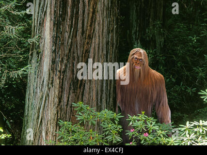 Bigfoot oder Sasquatch versteckt sich in einem dichten Regenwald der pazifischen Nordwesten. Stockfoto