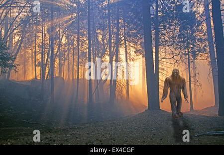 Eine Bigfoot oder Sasquatch Jagd in einem dichten Regenwald in den frühen Morgenstunden Stockfoto