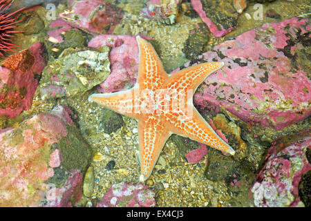 Eine schöne orange Sea Star oder Sonne Sterne im Pazifischen Ozean tidal Pool in der Nähe von Newport, Oregon. Sie sterben an Seestern wasti Stockfoto