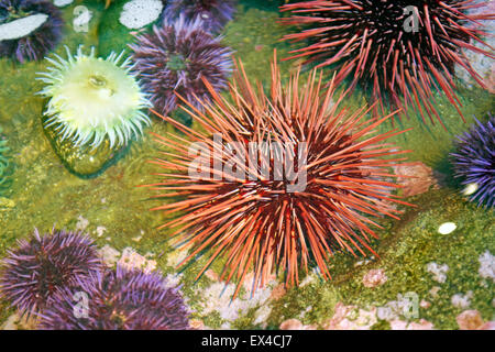 Seeigel und Seeanemonen in ein Gezeitenbecken entlang der Pazifikküste von Oregon. Stockfoto