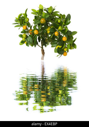 Kleinen Mandarinen Baum auf weißem Hintergrund. Stockfoto