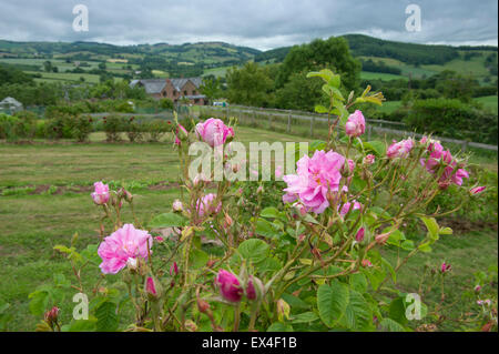 Blütenblätter in das Tal Destillieren Rosenwasser aus der Rosen im Garten für Ernährung, Gesundheit und Schönheit Produkte mit Eigentümer desdemona Freeman. Stockfoto