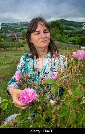 Blütenblätter in das Tal Destillieren Rosenwasser aus der Rosen im Garten für Ernährung, Gesundheit und Schönheit Produkte mit Eigentümer desdemona Freeman. Stockfoto