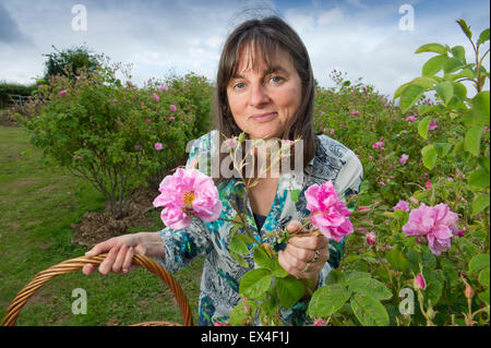 Blütenblätter in das Tal Destillieren Rosenwasser aus der Rosen im Garten für Ernährung, Gesundheit und Schönheit Produkte mit Eigentümer desdemona Freeman. Stockfoto