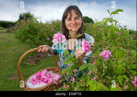 Blütenblätter in das Tal Destillieren Rosenwasser aus der Rosen im Garten für Ernährung, Gesundheit und Schönheit Produkte mit Eigentümer desdemona Freeman. Stockfoto