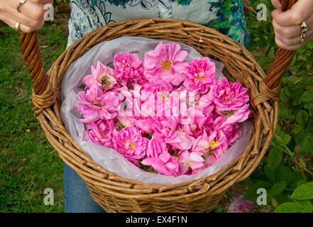 Blütenblätter in das Tal Destillieren Rosenwasser aus der Rosen im Garten für Ernährung, Gesundheit und Schönheit Produkte mit Eigentümer desdemona Freeman. Stockfoto