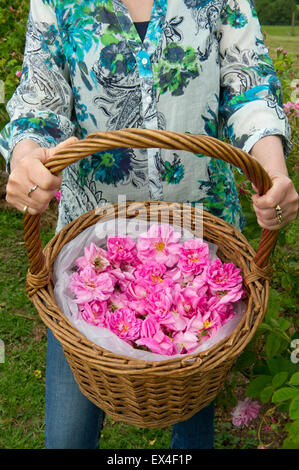 Blütenblätter in das Tal Destillieren Rosenwasser aus der Rosen im Garten für Ernährung, Gesundheit und Schönheit Produkte mit Eigentümer desdemona Freeman. Stockfoto