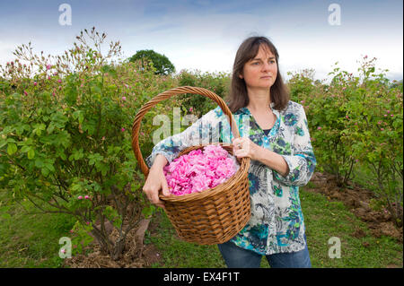 Blütenblätter in das Tal Destillieren Rosenwasser aus der Rosen im Garten für Ernährung, Gesundheit und Schönheit Produkte mit Eigentümer desdemona Freeman. Stockfoto