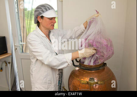 Blütenblätter in das Tal Destillieren Rosenwasser aus der Rosen im Garten für Ernährung, Gesundheit und Schönheit Produkte mit Eigentümer desdemona Freeman. Stockfoto