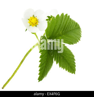 Erdbeere Blüte auf dem weißen Hintergrund. Stockfoto