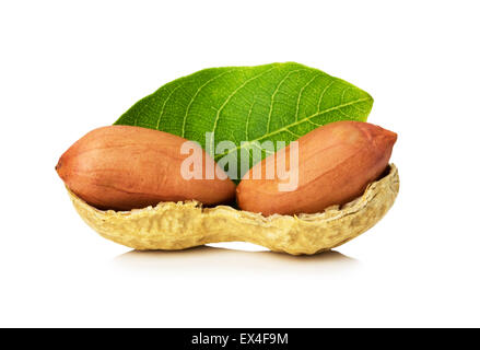 Erdnuss mit verlässt isolierten auf weißen Hintergrund. Stockfoto