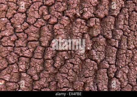 Alten Baum Rinde Textur Hintergrund Stockfoto