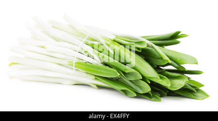 grüne Bärlauch auf dem weißen Hintergrund isoliert. Stockfoto