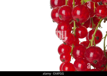 Rote Johannisbeere auf dem weißen Hintergrund isoliert. Stockfoto