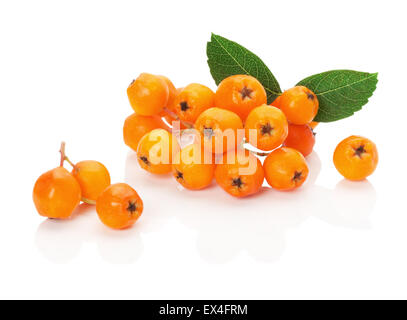 gelbe Rowan auf dem weißen Hintergrund isoliert. Stockfoto