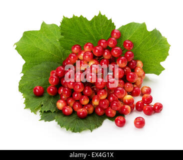 rote Beeren von Viburnum auf einem Ast, auf dem weißen Hintergrund isoliert. Stockfoto