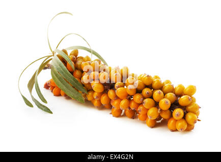 Zweige der Sanddorn auf dem weißen Hintergrund isoliert. Stockfoto